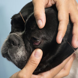 La acupuntura para mascotas