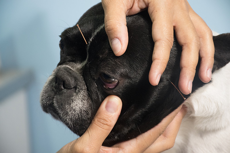 La acupuntura para mascotas