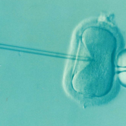 fecundación in vitro